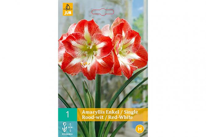 Amaryllis Simple Rouge et Blanc