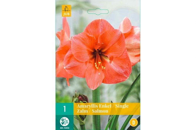 Amaryllis Simple Saumon