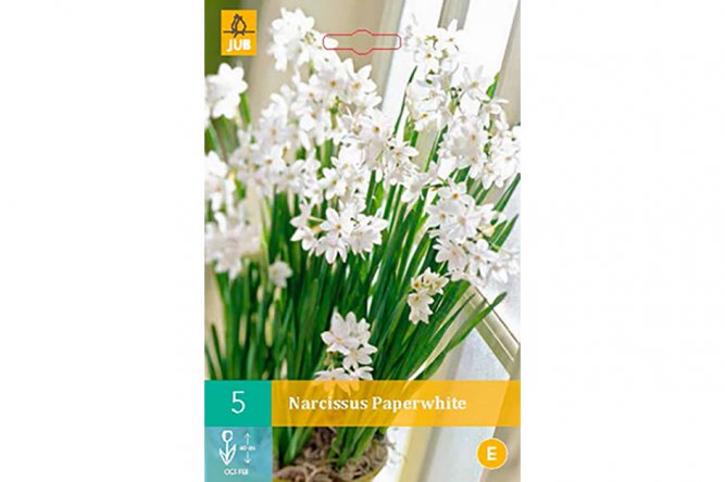 Narcisses Blanches d'Intérieur