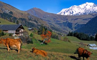 montagne et vache schmidhauser